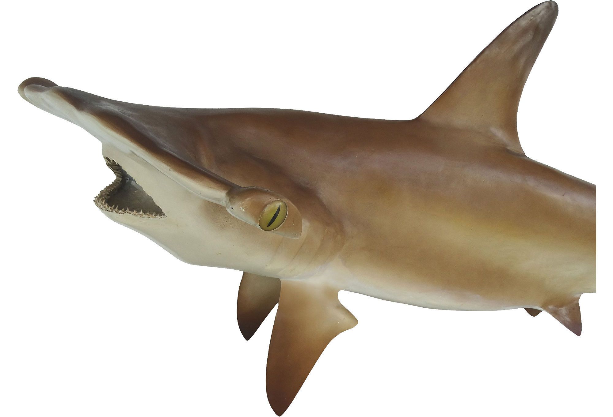 Full Size Taxidermy Hammerhead Shark Mount Modernism